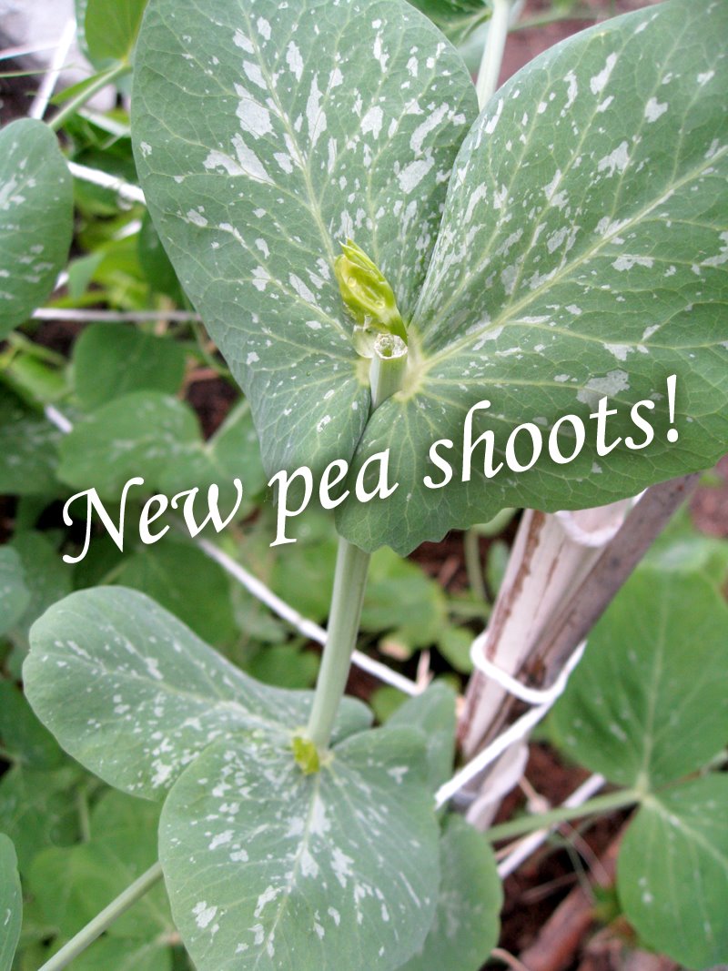 [pea_plant_new_shoots.jpg]