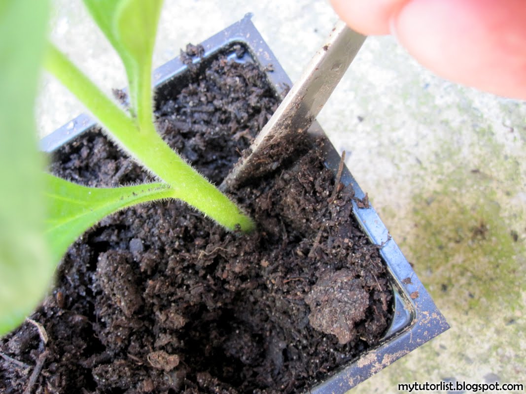 How To Propagate Petunias From Cuttings Behind