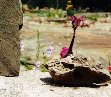 Estudio Boyne Cámera -Diseños&Paisajes-: Los "Rock Garden" o jardines