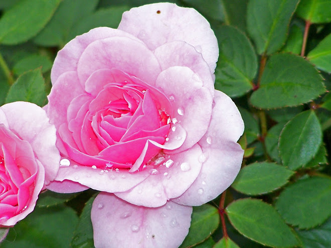 Rose in the rain