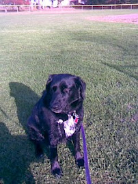 Our Black Lab Maddie