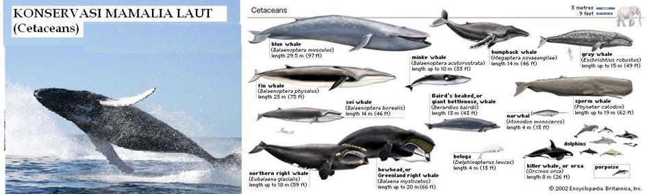 Konservasi Mamalia Laut (Cetaceans)