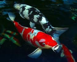 The Beauty of Japanese Koi Fish