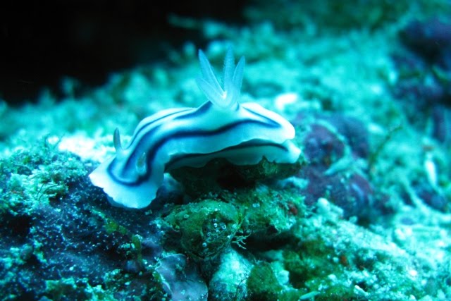 blue sea slug pet. Nudibranchs (glorified slugs)