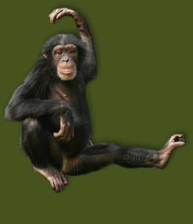 [macaco.bmp]