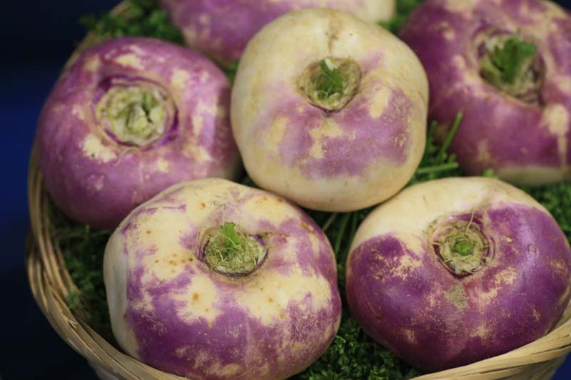 Turnips And Swedes