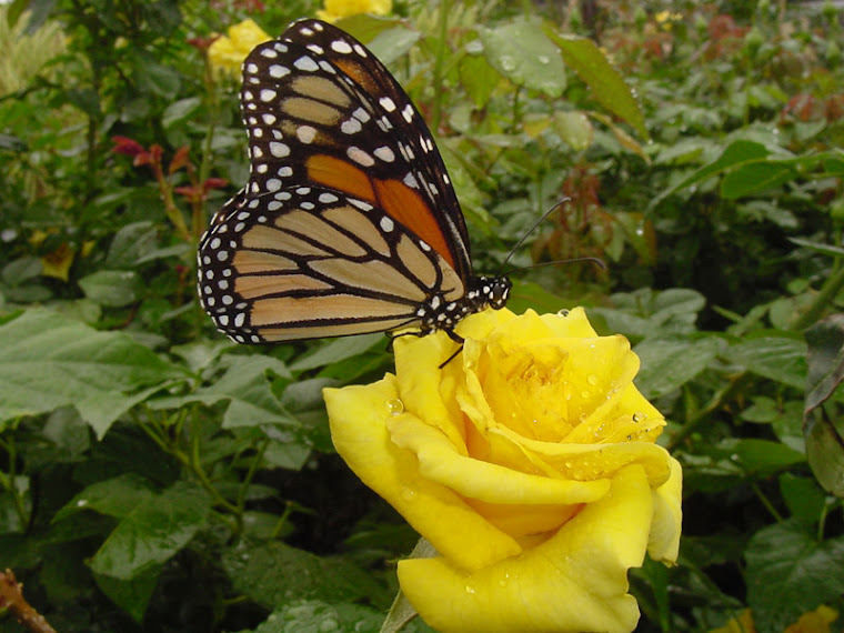 A Texas Butterfly