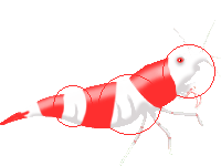 [grade+b+(dreiband)mm.gif]