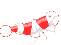 [grade+a+(vierbandband)+copy+mm.gif]