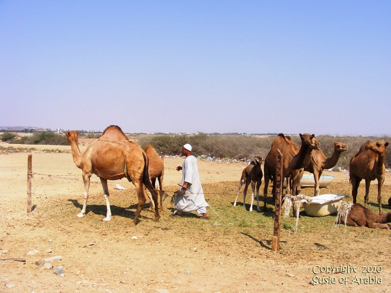 A Camel