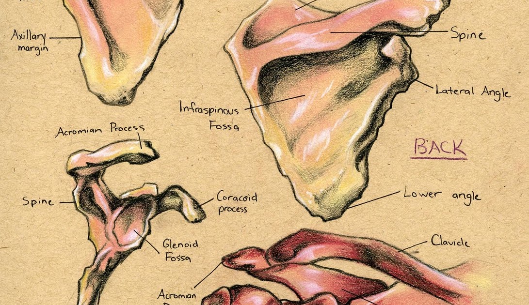 Rabbit Gear Anatomically Correct