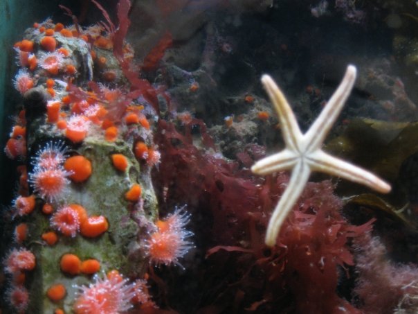[starfish.jpg]