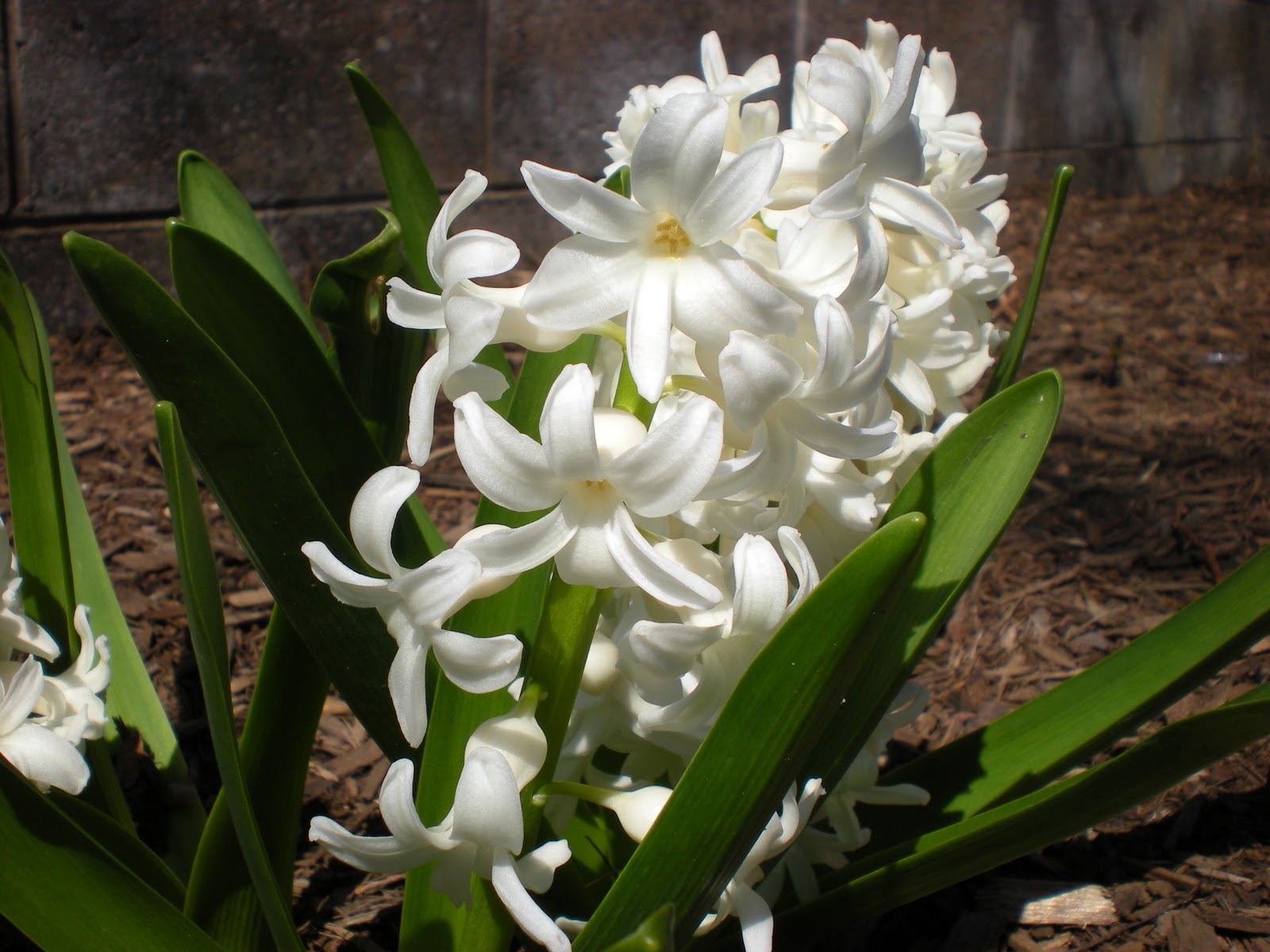 The Shutterbug Blue and White Hyacinth