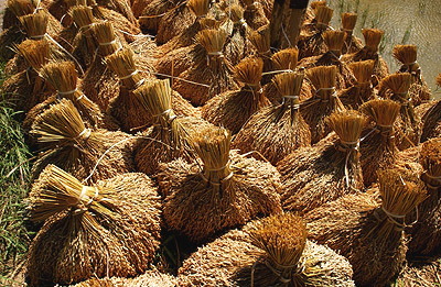 [rice+sheaves.jpeg]