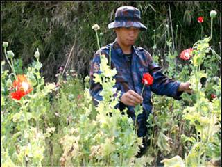 [benguet+opium2.jpg]