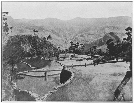[rice+terraces.jpg]