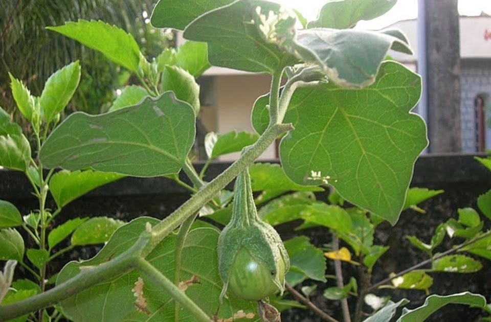 Udupi district area picture