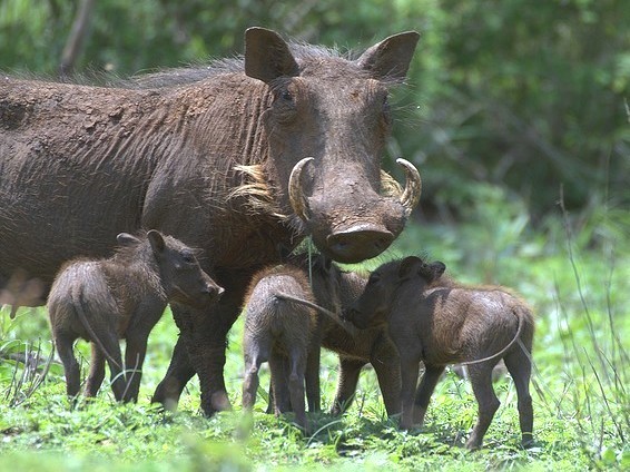mainly mongoose: Wee weird warthogs