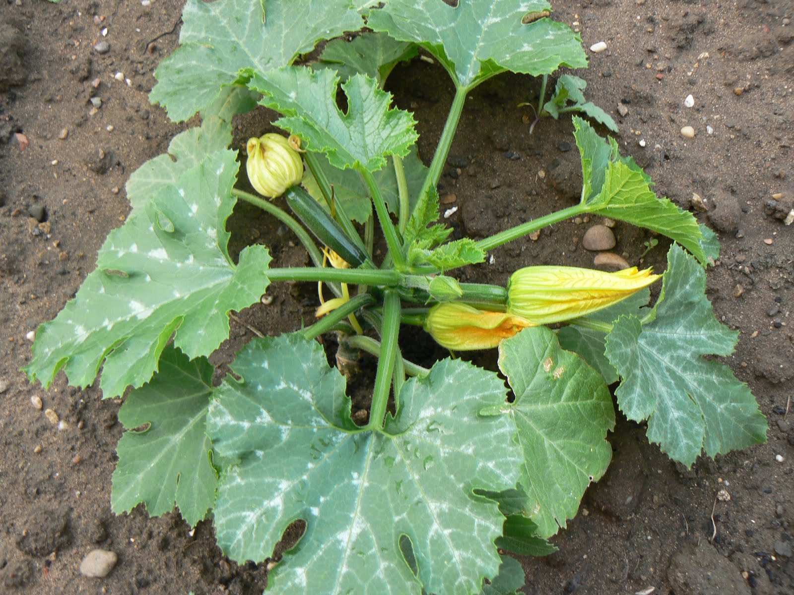 Where to plant Marrow and plants? in Grow Your Own Page 1 of 1