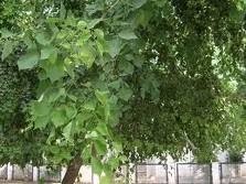 Herbs-Treat and Taste: SHISHAM OR INDIAN ROSEWOOD TREE ...