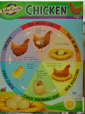 Life Cycle of a Chicken