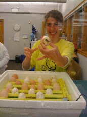 Ms. Irene putting the eggs in the incubator.