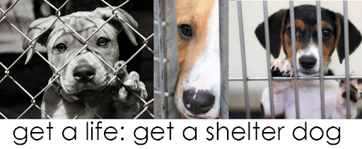 Get A Life: Get A Shelter Dog