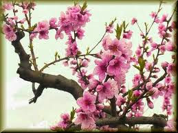 http://1.bp.blogspot.com/_0fAnlAMrtCk/TRrMsYtRcdI/AAAAAAAAAJY/cPO5hpZM7kI/s320/peach+blossom+1.jpg