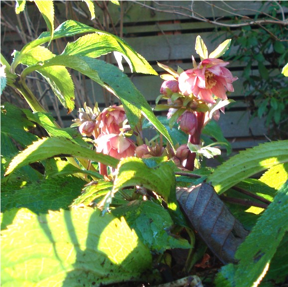 [double+hellebore2.jpg]