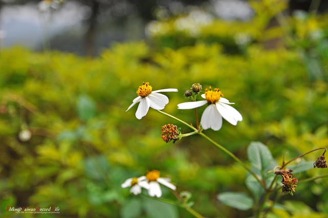 [台北] 環境保護的最佳見證─福德坑環保復育公園