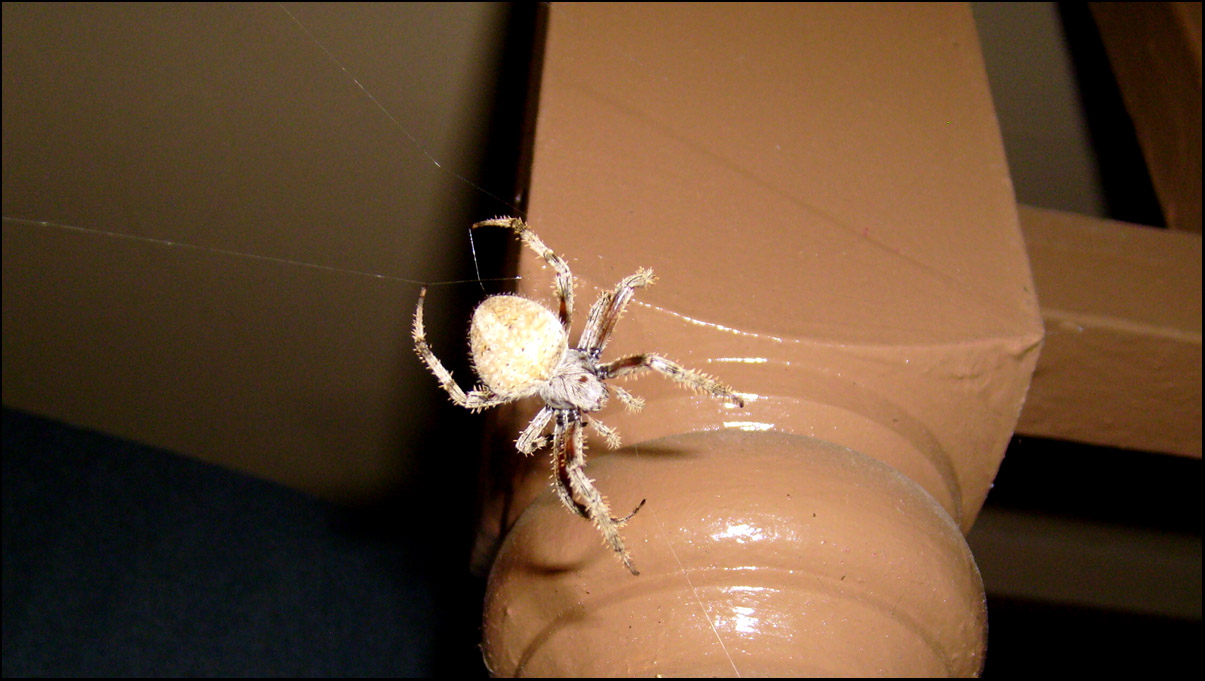 [spider.JPG]