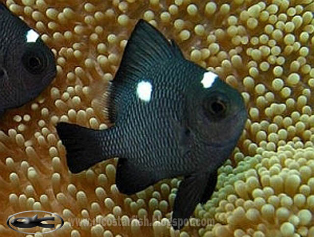 dascyllus trimaculatus