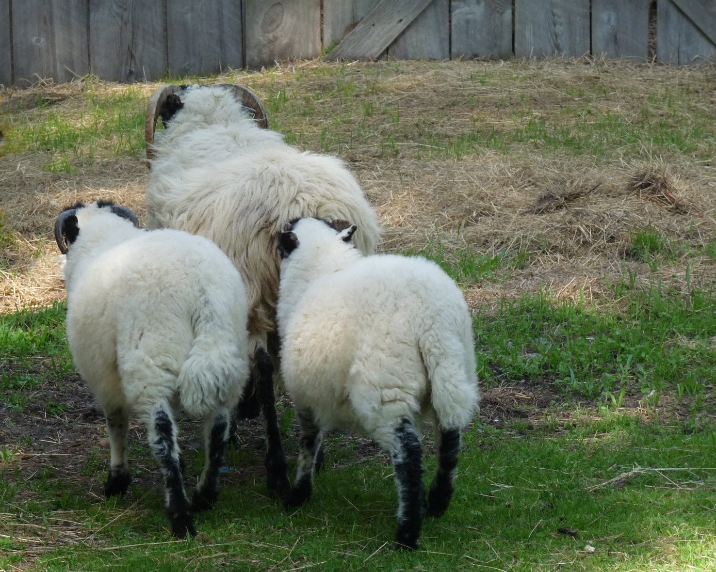 Bloated Sheep