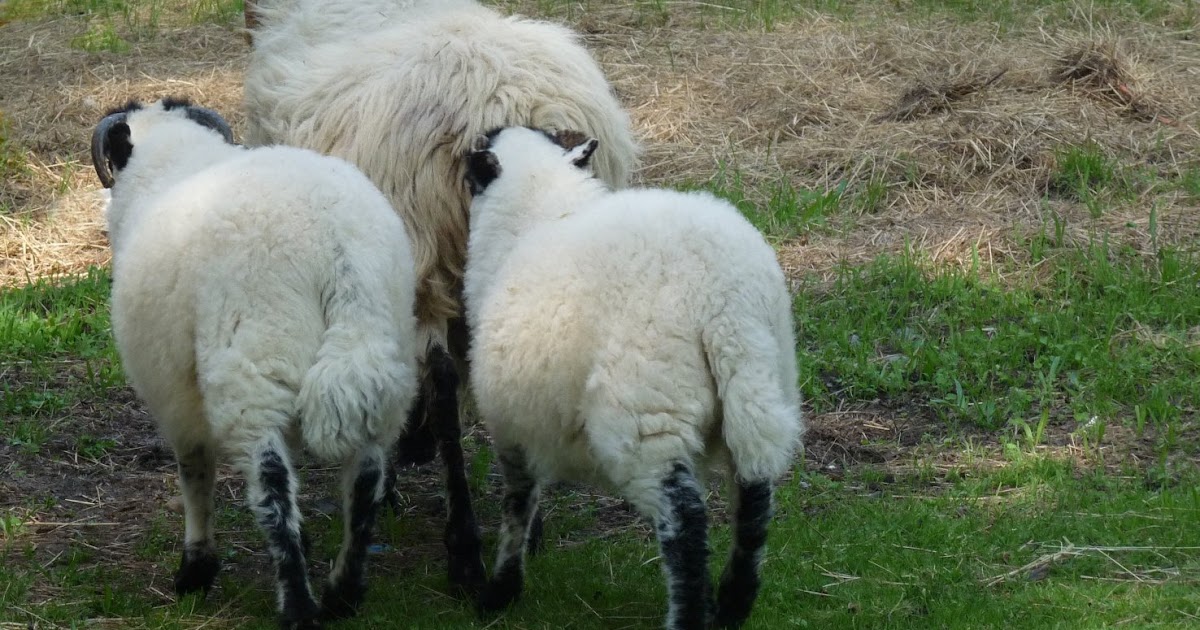 Hill Shepherd Preventing Pasture Bloat in Sheep