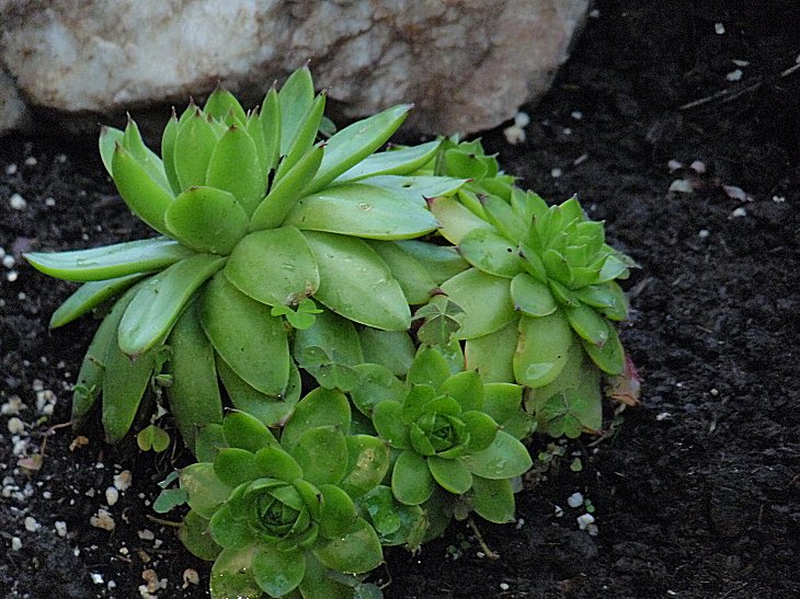 hill shepherd hen and chicks plants hill shepherd hen and chicks plants