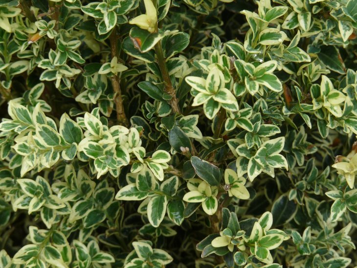 Wallpaper Hd Blog Boxwood African
