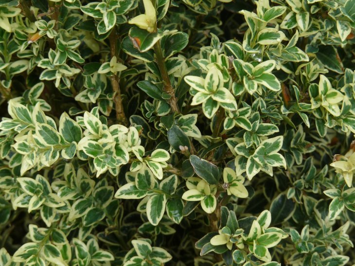 Pyramidal Green Mountain Boxwood