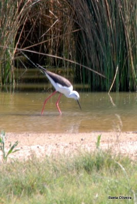 Lagoa dos Salgados, Pêra - Silves, Maio 2010
