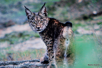Um lince jovem, fotografia a um painel de Andoni Canela