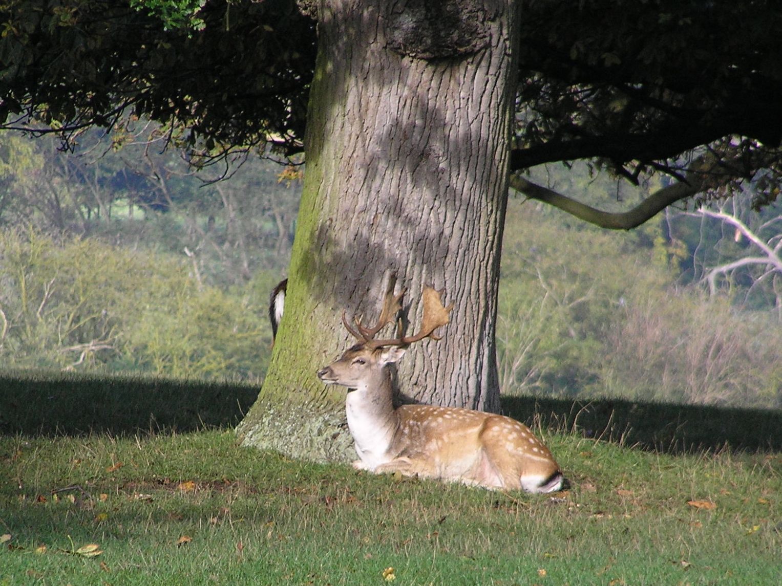 A Finer CraftyNess... Sit down Deer )