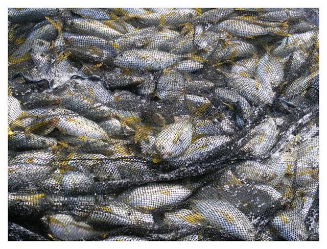 The catch. Gopalpur-on-Sea