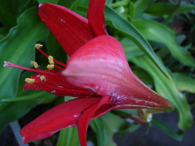 Blood red lily