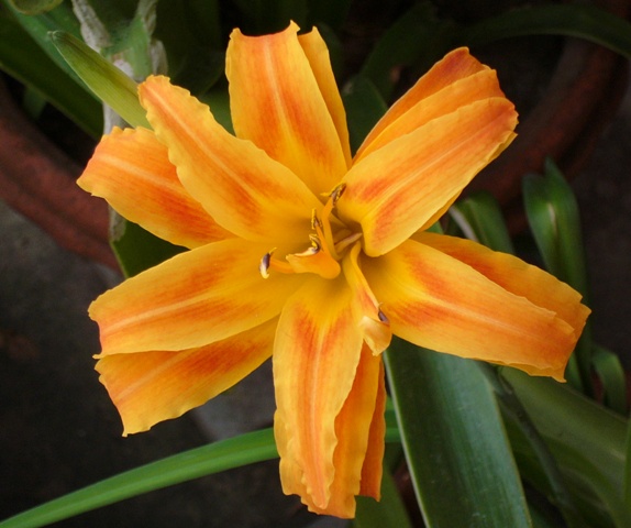 An orange-yellow lily in bloom 