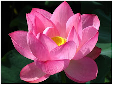 Flor de Lotus