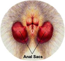 Impacted anal glands in cats