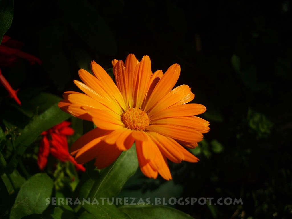 [calendula.jpg]