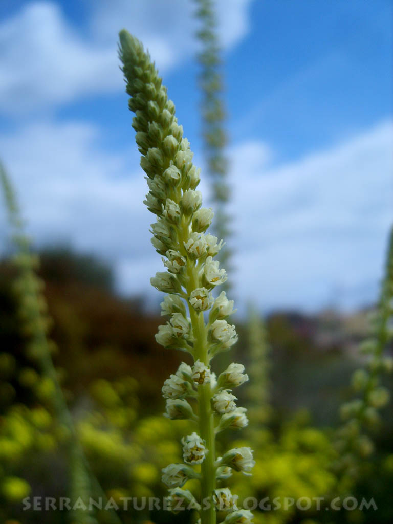 [flor_01.jpg]