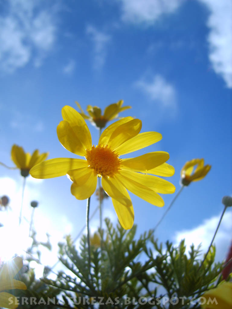 [flor_asteraceae01.jpg]