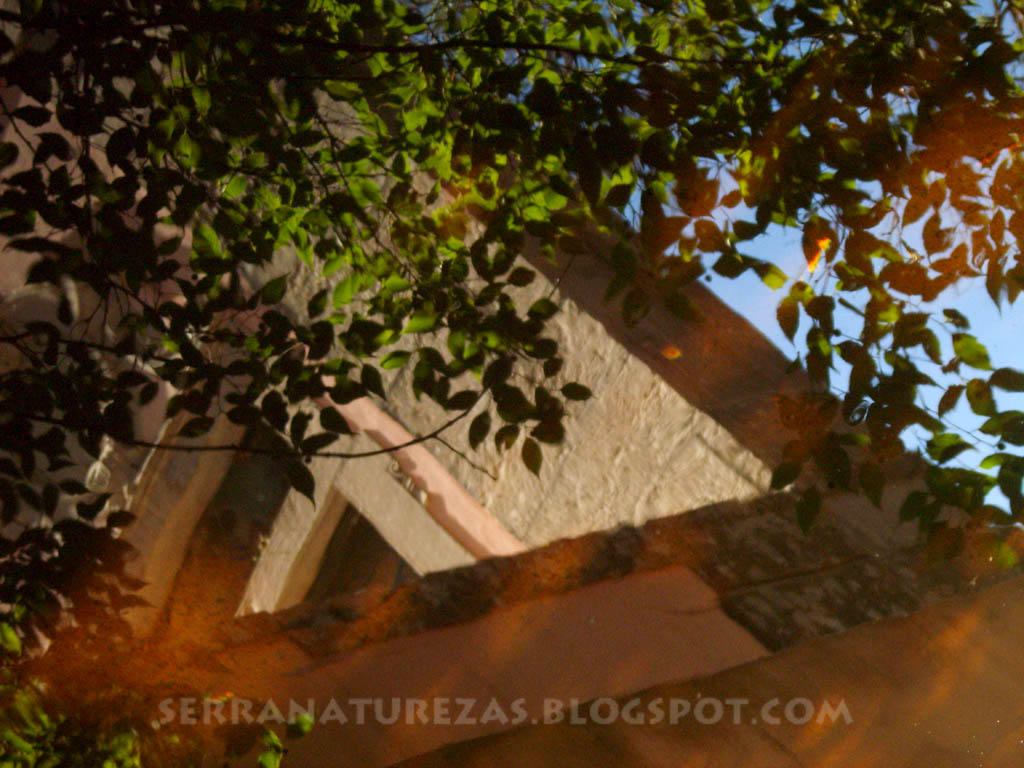 [arvore_edificio.jpg]