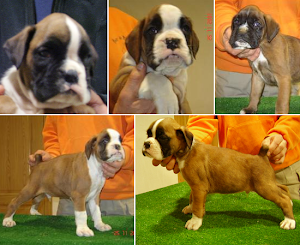 Camada de Ch. Frodo del Tajo x Norma del Tajo